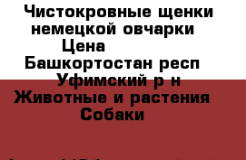 Чистокровные щенки немецкой овчарки › Цена ­ 25 000 - Башкортостан респ., Уфимский р-н Животные и растения » Собаки   